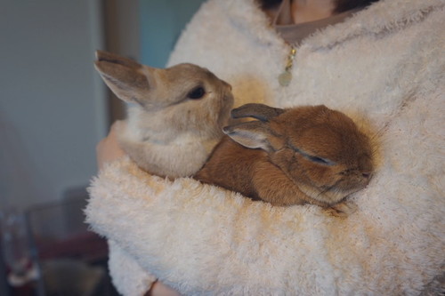 アンジーちゃんとミロくんが抱っこされている