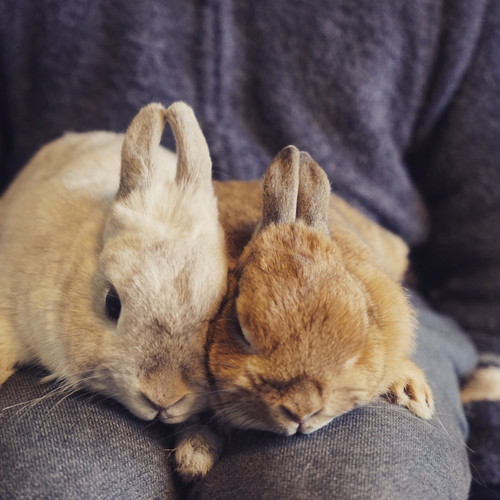 ぴったりくっつくアンジーちゃんとミロくん