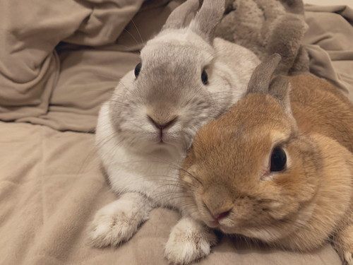 くっつくアンジーちゃんとミロくん