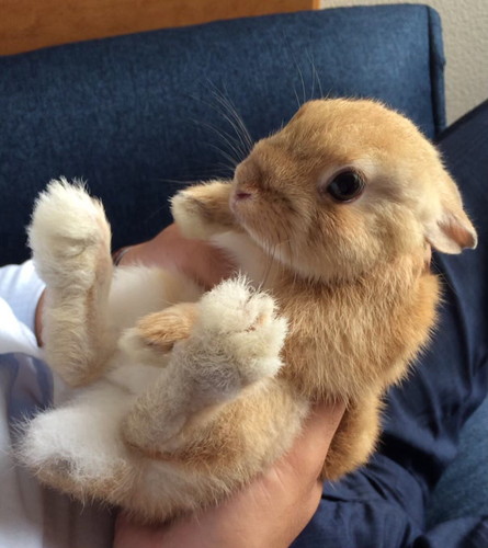 アンジーちゃんの表情