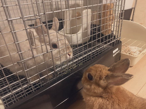 見つめ合うアンジーちゃんとミロくん