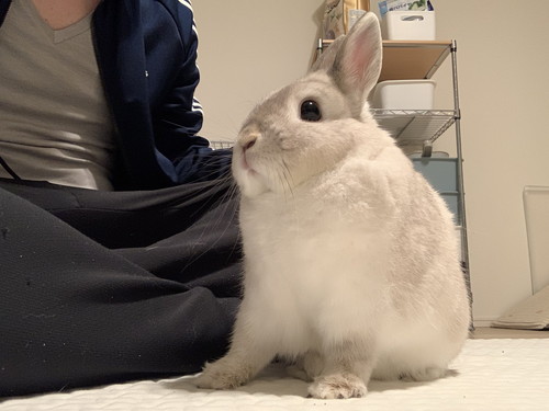 胸をはるミロくん