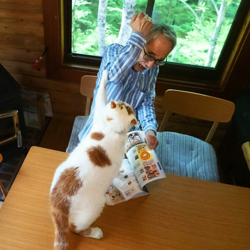 パンチする猫