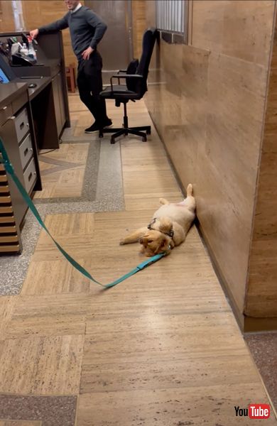 おやつがもらえなくてすねる犬