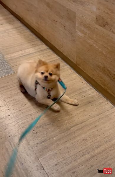 おやつに反応する犬