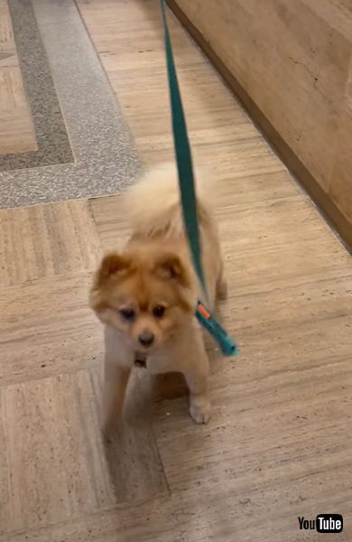 おやつをねだる犬