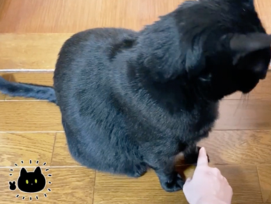 ツンツンする飼い主さん