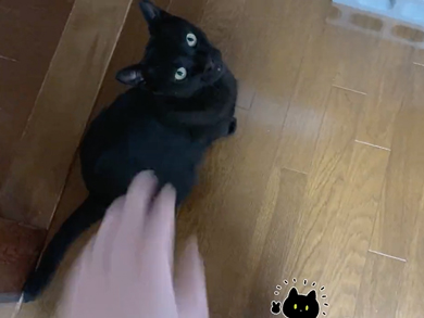 自分から体重計に乗る猫