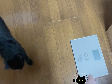 自分から体重計に乗る猫