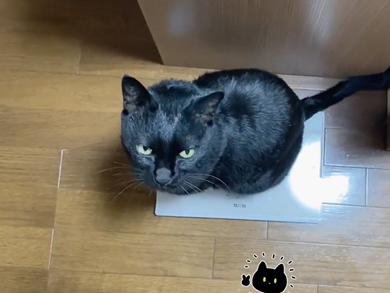 自分から体重計に乗る猫