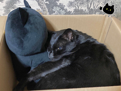 ぬいぐるみと寝る猫