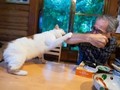愛猫をなでたいお父さんvs.お触り禁止の猫　繰り返されるお父さんの悲劇に「お約束ですね」と楽しむ声