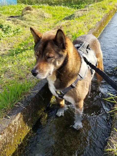 用水路つかってる