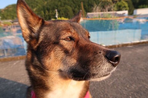 夕日に照らされるこだまくん