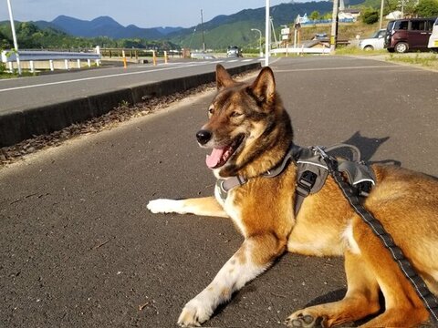 アスファルトで休憩