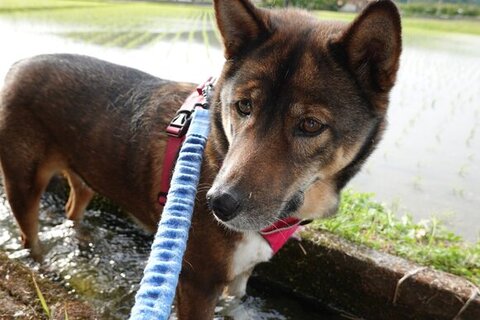 用水路つかって遠くを見てる