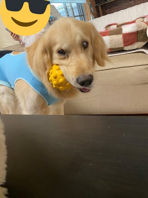 ボールくわえてる