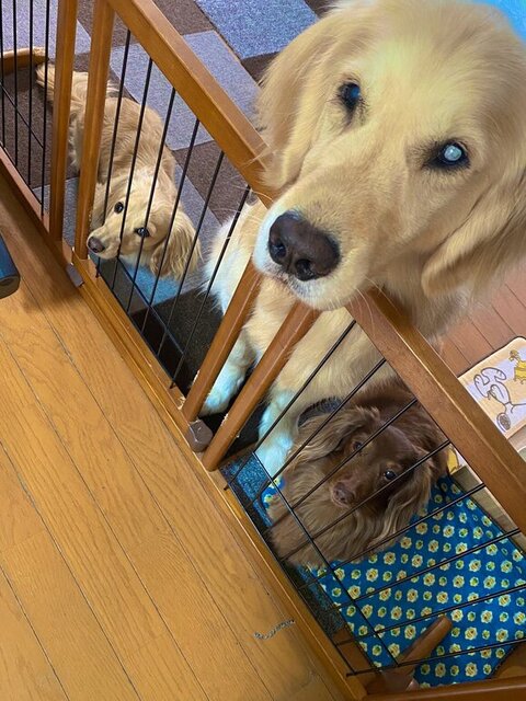 柵の前にいる3匹