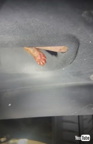 車の中から子猫の足