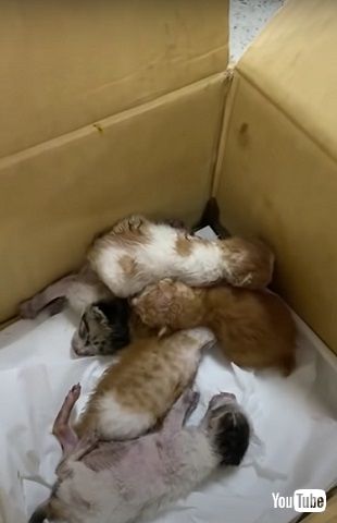 無事な5匹の子猫