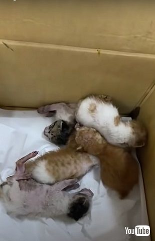 ダンボールに入れられる5匹の子猫