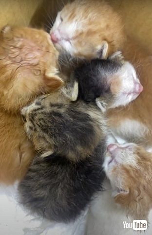 5匹の子猫