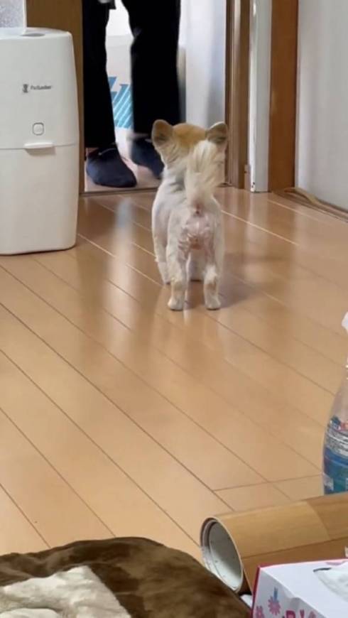 お兄ちゃんを待つチワワ