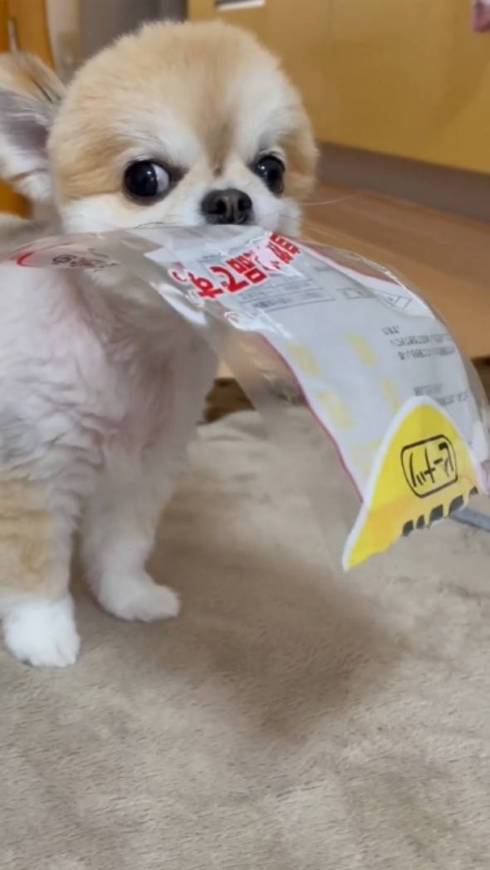 自慢げなチワワ