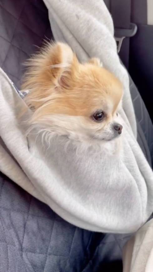 トリミング前のチワワ