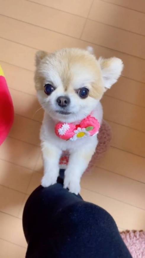 トリミング後のチワワ