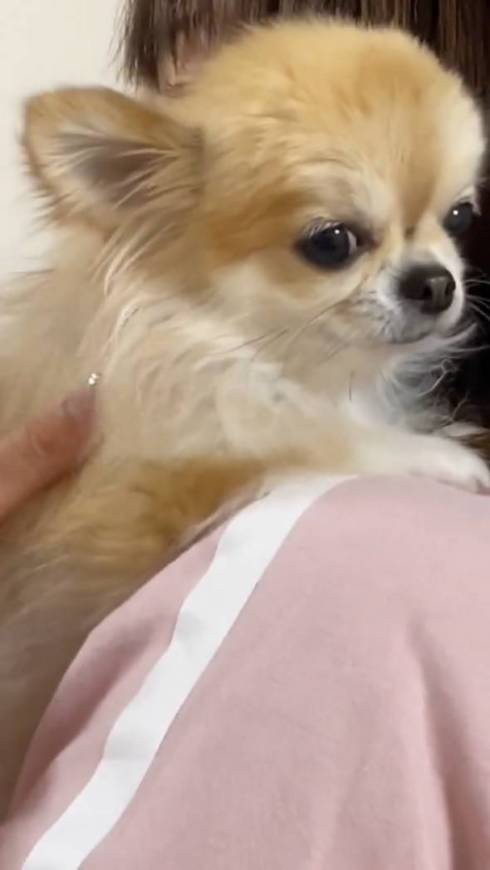 楽しそうなチワワ