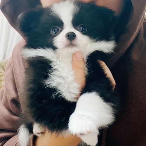 モフモフなあるとくん