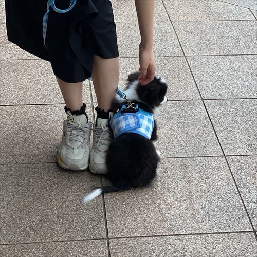 散歩拒否なワンコ