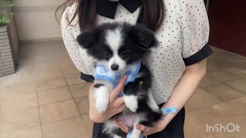 抱っこなワンコ