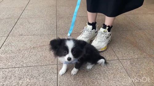 途上に降りたワンコ