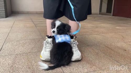 散歩拒否なワンコ