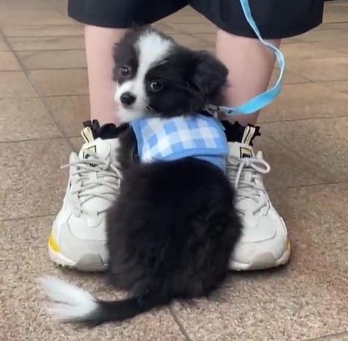 不安そうなワンコ