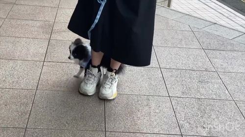 飼い主にくっつくワンコ