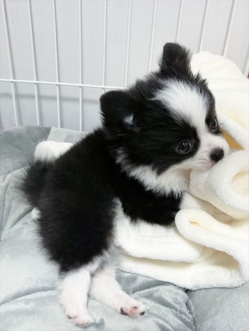 小さいあるとくん