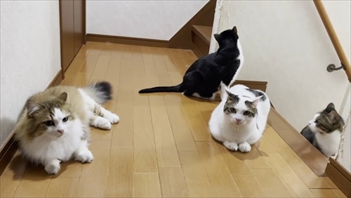 塩対応の猫ちゃんたち