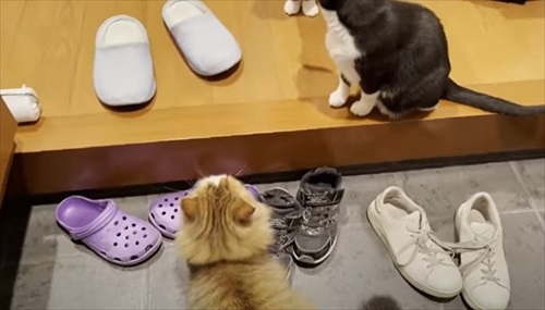 うらやましいお出迎え