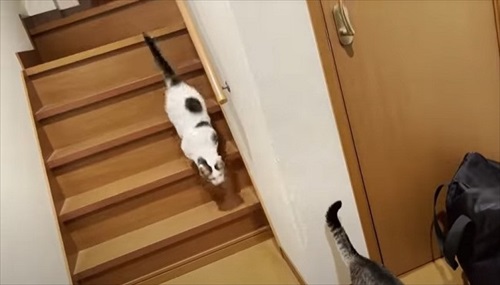 猫ちゃんたちの反応