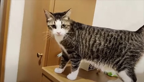 意外とそっけない猫たち