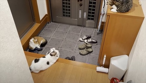 無反応の猫ちゃんたち