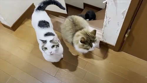 近寄ってこない猫