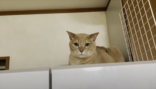 猫にスルーされるパパ