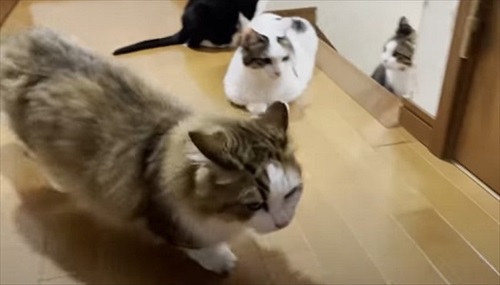 コントのような対応