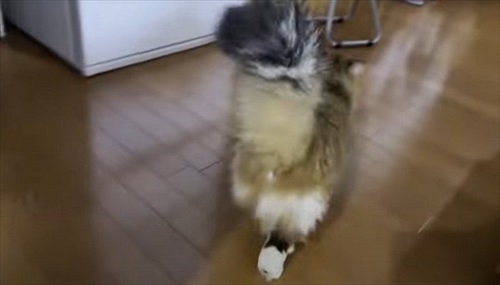 面白かわいい対応の猫ちゃんたち