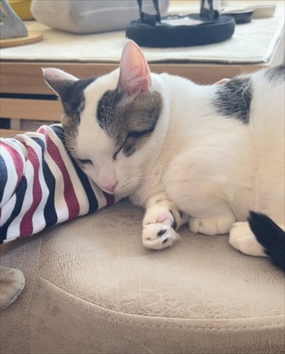 甘える猫ちゃんたち