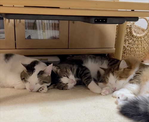 くつろぐ猫ちゃんたち